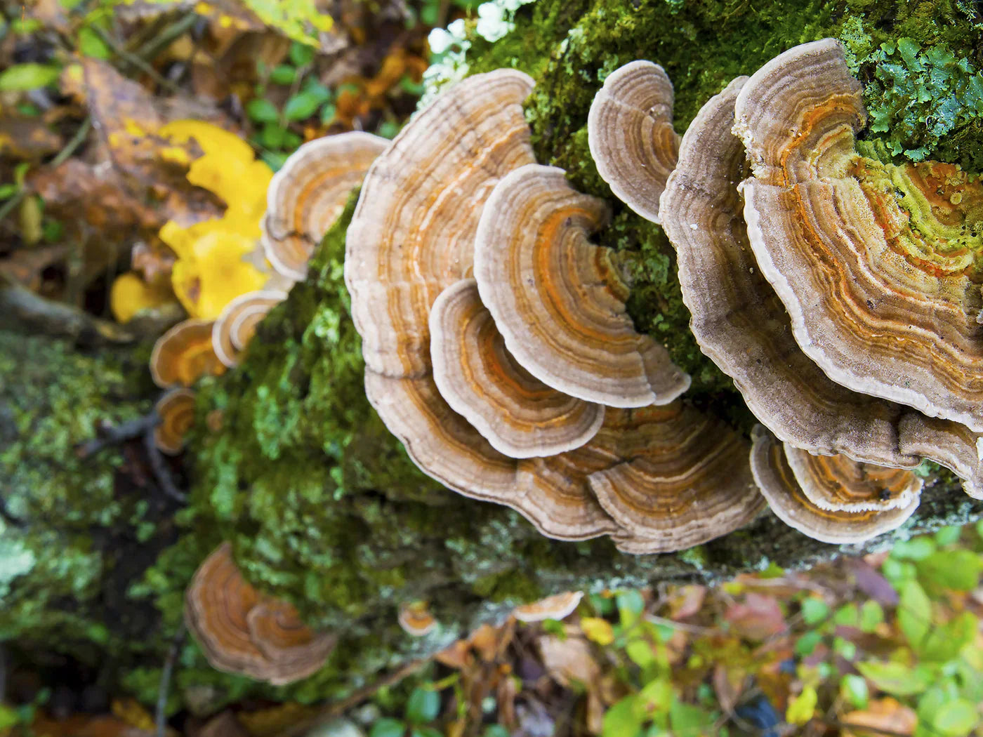 Unlock the Power of Functional Mushrooms